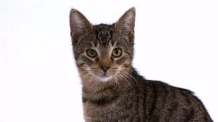 Die Hauskatze im Portrait Die Hauskatze im Portrait