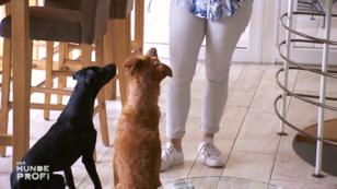 Familie Metzners Neuhund stellt alles auf den Kopf Familie Metzners Neuhund stellt alles auf den Kopf