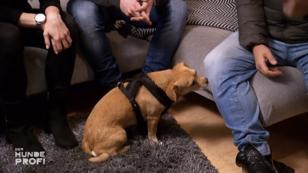 Wurde hier aus Beißen Schnüffeln? Wurde hier aus Beißen Schnüffeln?