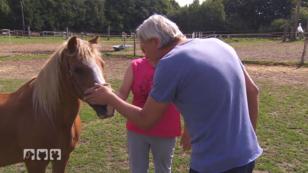Deutschlands erstes und einziges Pferde-Tierheim Deutschlands erstes und einziges Pferde-Tierheim