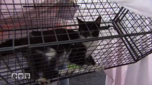 "Airliner 4 Animals" im Einsatz "Airliner 4 Animals" im Einsatz