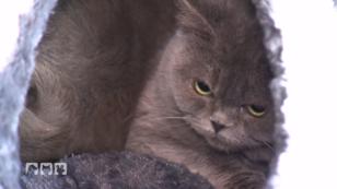 Happy End für Kater Simba Happy End für Kater Simba