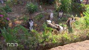 Die Tierschützer versorgen Streunerkatzen Die Tierschützer versorgen Streunerkatzen