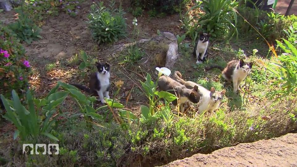 Die Tierschützer versorgen Streunerkatzen Die Tierschützer versorgen Streunerkatzen