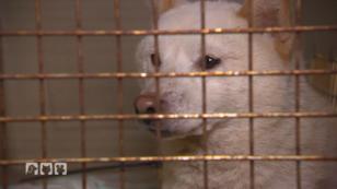 Verwahrloste Hunde aus Massenzucht Verwahrloste Hunde aus Massenzucht