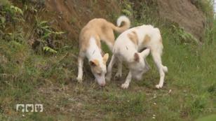 Tierschützer retten zwei streunende Podencos Tierschützer retten zwei streunende Podencos