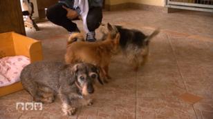 Ein fröhlicher Ort für Hunde-Senioren Ein fröhlicher Ort für Hunde-Senioren