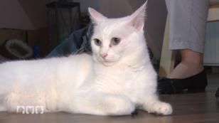 Die taube Katze Kira schreit aus Eifersucht Die taube Katze Kira schreit aus Eifersucht
