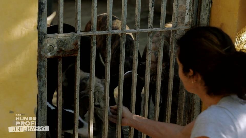 Von Tierschützern, die Hunde richten müssen Von Tierschützern, die Hunde richten müssen