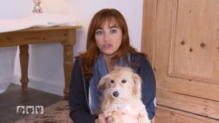 Ein Albtraum für Hunde Ein Albtraum für Hunde