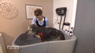 Tierschutzhunde flüchten vor Wasser Tierschutzhunde flüchten vor Wasser