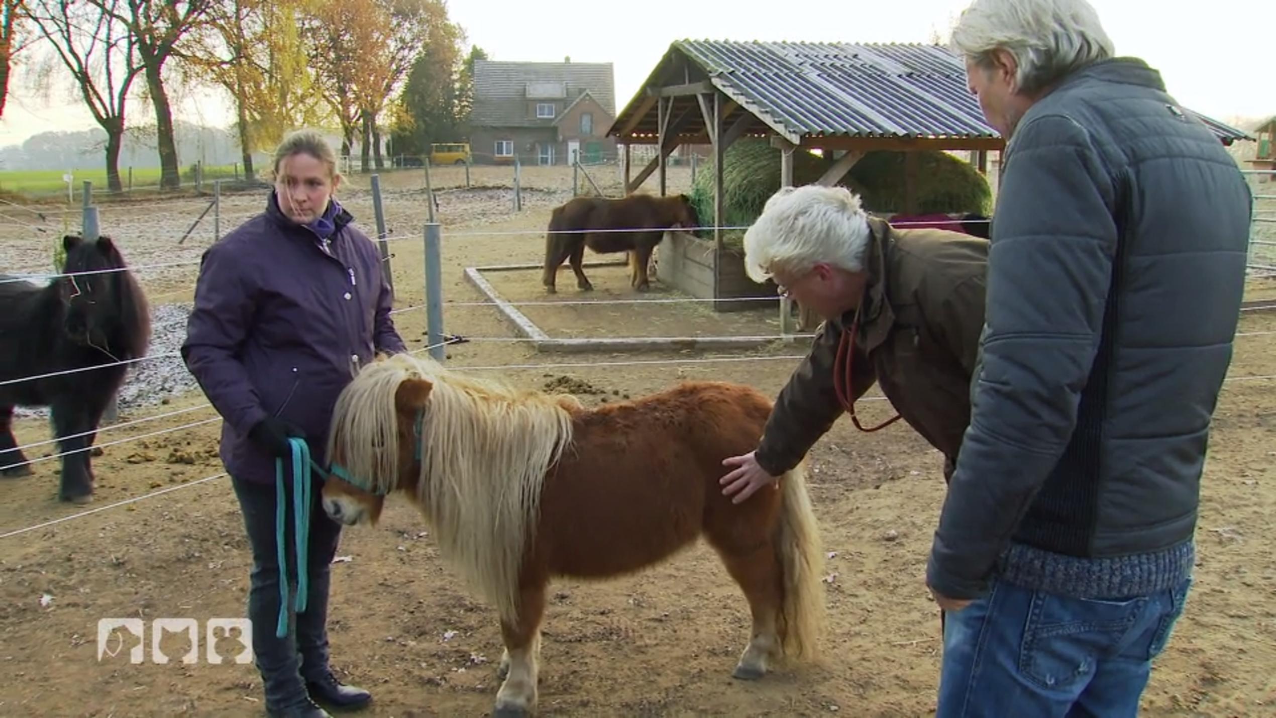 Wie schlimm steht es um die Shettys wirklich? Wie schlimm steht es um die Shettys wirklich?
