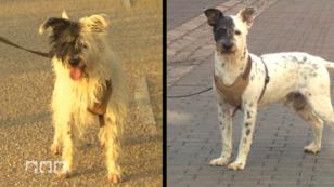 Split und Bijou sind kaum wieder zuerkennen Split und Bijou sind kaum wieder zuerkennen