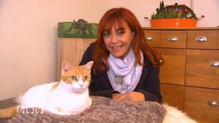 Tipps für den Umgang mit blinden Katzen Tipps für den Umgang mit blinden Katzen