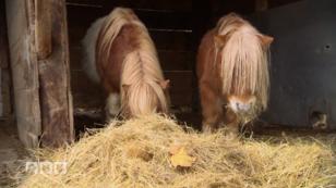 Der Besitzer kümmerte sich nicht um seine Tiere Der Besitzer kümmerte sich nicht um seine Tiere