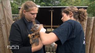 Zootierärztin Julia Heckmann im Einsatz Zootierärztin Julia Heckmann im Einsatz