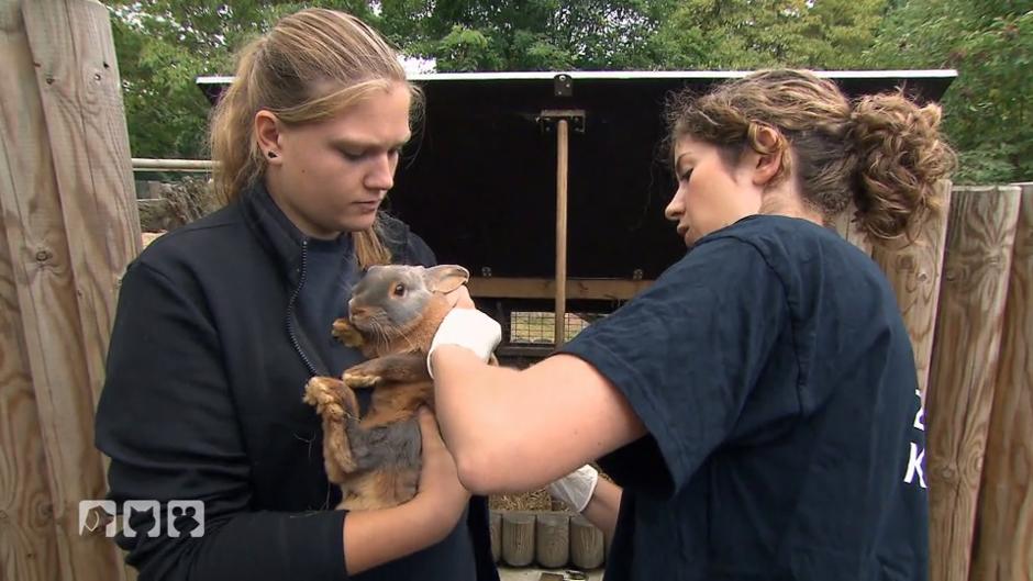 Zootierärztin Julia Heckmann im Einsatz Zootierärztin Julia Heckmann im Einsatz