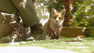 Ein kleiner Fuchs darf auch auf dem Hof leben Ein kleiner Fuchs darf auch auf dem Hof leben