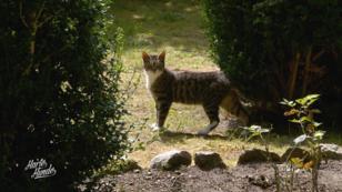 Hat die Katzen-Einfangaktion Erfolg? Hat die Katzen-Einfangaktion Erfolg?