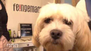 Tierheimhunde Vroni und Klara im Hundesalon Tierheimhunde Vroni und Klara im Hundesalon
