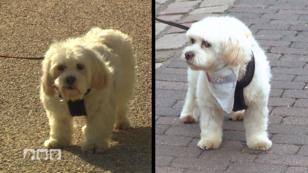 Neuer Look für Tierheimhunde Vroni und Klara Neuer Look für Tierheimhunde Vroni und Klara