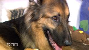 Hilfe für schwerkranken Schäferhund Sam? Hilfe für schwerkranken Schäferhund Sam?