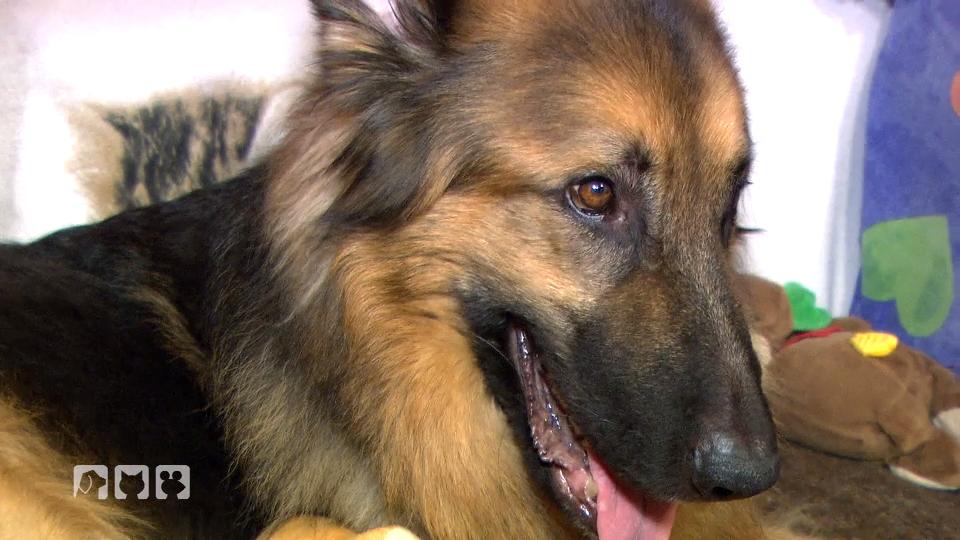 Hilfe für schwerkranken Schäferhund Sam? Hilfe für schwerkranken Schäferhund Sam?