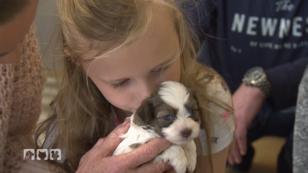 Ein Welpe für Milla und ihre Familie Ein Welpe für Milla und ihre Familie