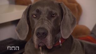 Das sinnvolle Prinzip von "Dogsharing" Das sinnvolle Prinzip von "Dogsharing"