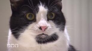 Kater Albert sucht ein neues Heim Kater Albert sucht ein neues Heim