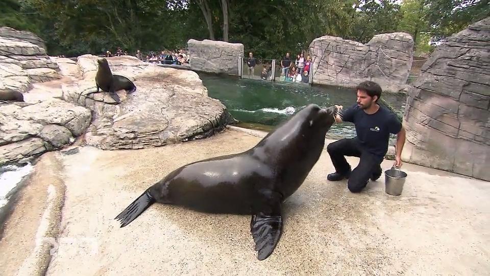 Seelöwe Stevi geht es ans Hinterteil Seelöwe Stevi geht es ans Hinterteil