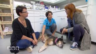 Der Umgang mit einem dementem Hund Der Umgang mit einem dementem Hund