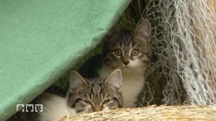 Wie viele Katzen leben in den Heuballen? Wie viele Katzen leben in den Heuballen?