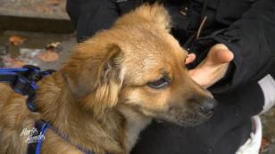 Illegal eingeführter Hund soll in den Tierschutz Illegal eingeführter Hund soll in den Tierschutz