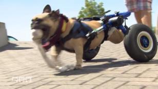 Gehhilfen für Tiere Gehhilfen für Tiere