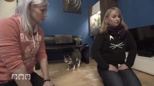 Katze Tigga benutzt die Wohnung als Katzenklo Katze Tigga benutzt die Wohnung als Katzenklo