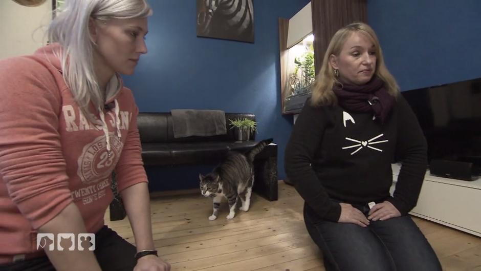 Katze Tigga benutzt die Wohnung als Katzenklo Katze Tigga benutzt die Wohnung als Katzenklo