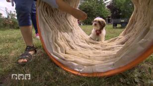 Welpe Kurt in der Hundeschule Welpe Kurt in der Hundeschule