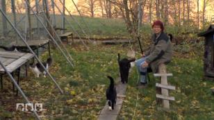 Ein katzenfreundlicher Wachhund wird gesucht Ein katzenfreundlicher Wachhund wird gesucht