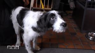 Gesucht: Katzenfreundlicher Wachhund Gesucht: Katzenfreundlicher Wachhund