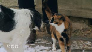 Mögen die Katzen ihre neue Gefährtin? Mögen die Katzen ihre neue Gefährtin?