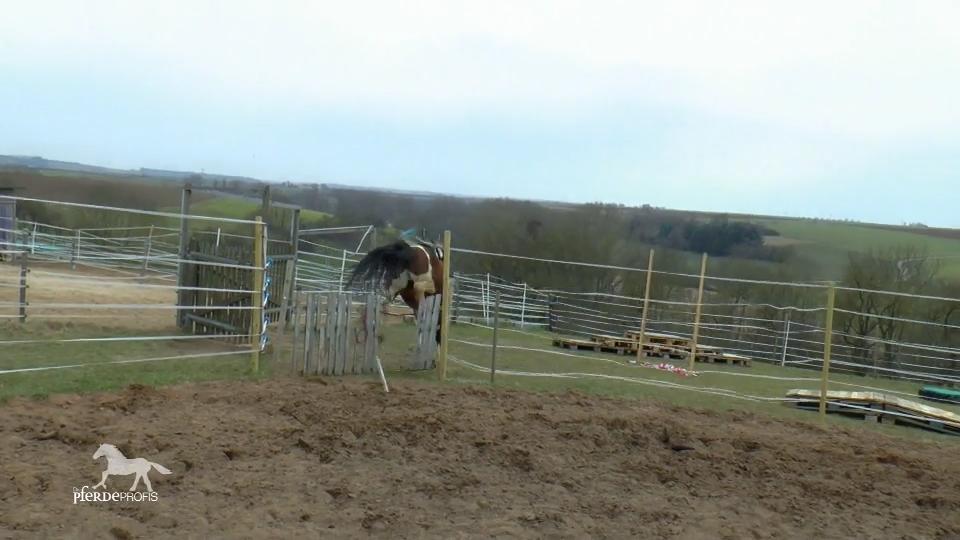 Im bockigen Galopp durch das Gatter Im bockigen Galopp durch das Gatter