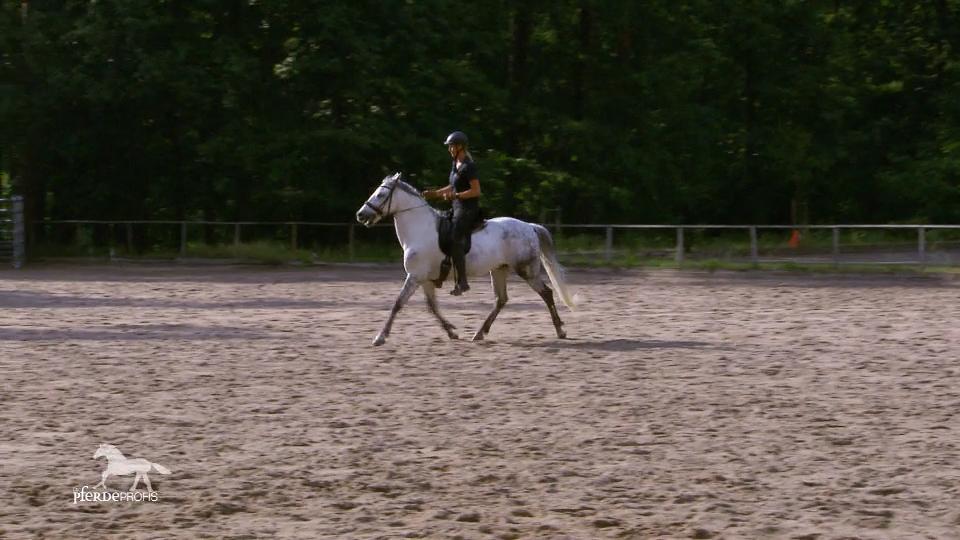 Campino will immer noch wegrennen Campino will immer noch wegrennen