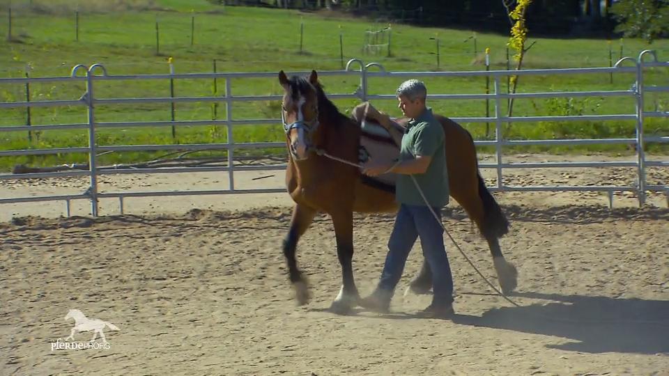 Hengst Uli darf auf den Reitplatz Hengst Uli darf auf den Reitplatz