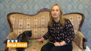 Katzen wollen richtig bespielt werden Katzen wollen richtig bespielt werden