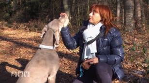 Ein Jagdhund als Familienmitglied? Ein Jagdhund als Familienmitglied?