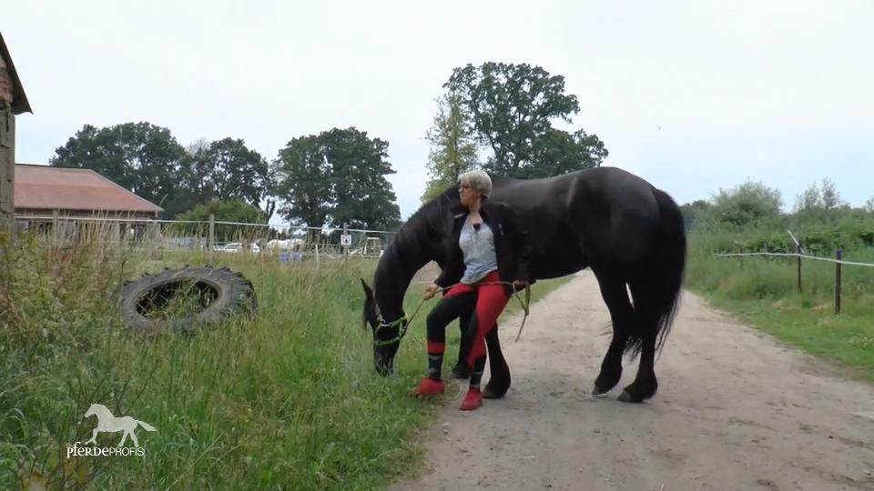 Vom Traumpferd zum panischen Problempferd Vom Traumpferd zum panischen Problempferd