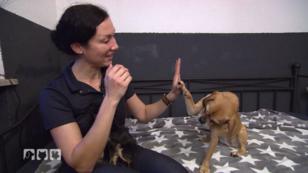 Essenreste für Hund und Katze? Essenreste für Hund und Katze?