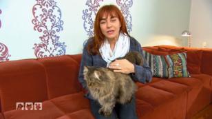 Die sibirirsche Katze Die sibirirsche Katze