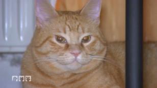 Kater Kasper leidet unter Durchfall Kater Kasper leidet unter Durchfall